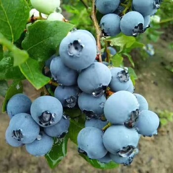 蓝丰蓝莓苗2018年前景蓝丰蓝莓树苗现在价格