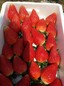 圣诞红草莓苗新价格圣诞红草莓苗品种介绍