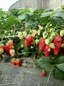 圣诞红草莓苗品种特点圣诞红草莓苗2019年价格