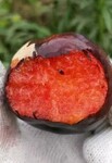 澳洲红肉李子苗今行情澳洲红肉李子苗批发价