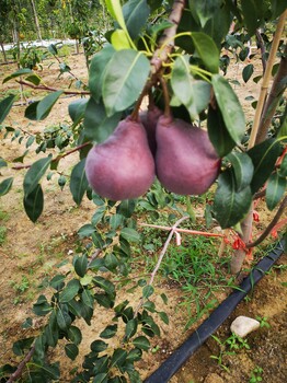 红茄梨苗2018年多少钱一株红茄梨苗种植方法