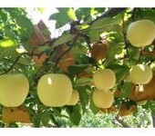 水蜜桃苹果苗培育方法水蜜桃苹果苗价格介绍