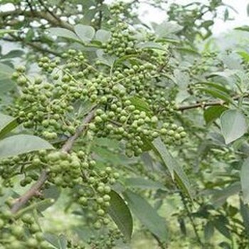 九葉青花椒苗管理技術(shù)九葉青花椒苗畝產(chǎn)價格