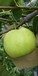 2年翠冠梨苗栽培要点2公分翠冠梨苗棵价格