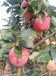 水蜜桃蘋果苗現在前景水蜜桃蘋果樹苗品種特性