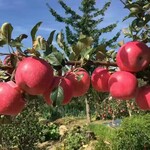 太极红苹果苗栽培要点矮化太极红苹果苗价格