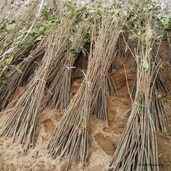 華豐板栗苗基地批發(fā)華豐板栗苗市場價格