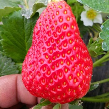隋珠草莓苗品种简介隋珠草莓苗基地报价