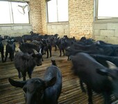 黑山羊种羊价格羊圈建设黑山羊养羊基地全国包邮