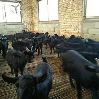 黑山羊育肥羊怎样养销售黑山羊羊羔种肉羊标准新价格