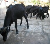 四川巴中肉羊饲养方法