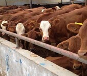 纯种西门塔尔牛犊肉牛价格免费运输货到付款