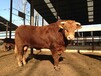 牛犊改良黄牛肉牛养殖场今日广东肉牛价格行情养殖肉牛价格