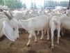 波尔山羊肉羊价格美国白山羊养羊技术奶山羊养殖基地