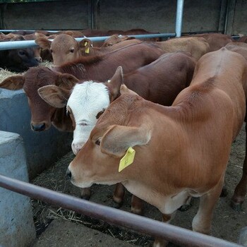 鲁西黄牛跟西门塔尔牛的区别在于生长速度的快慢小黄牛牛犊包邮