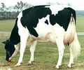 纯种2年黑白花荷斯坦奶牛出售日产奶80斤左右全国发货