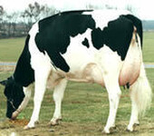 怎么高效养殖奶牛黑白花奶牛养殖技术要点