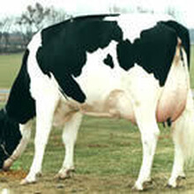 安徽那里養牛場合肥現在肉牛價格和小牛犢的行情圖片