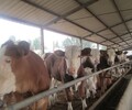 南方养牛西门塔尔牛鲁西黄牛小牛犊价格多少纯种肉牛养殖场