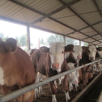 南方养牛西门塔尔牛鲁西黄牛小牛犊价格多少纯种肉牛养殖场