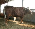 魯西黃牛牛犢價格西門塔爾牛養殖場出售純種肉牛犢正規養牛場免費運輸