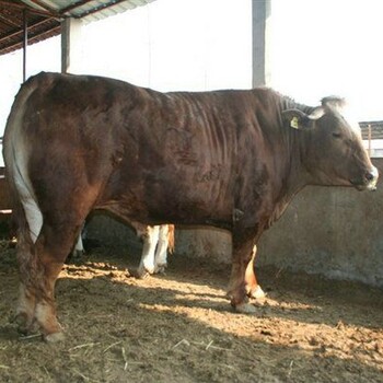 纯种牛西门塔尔牛改良怀孕母牛全国
