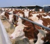 大量供应优良奶牛奶牛犊改良奶牛黑白花奶牛肉牛免费运输