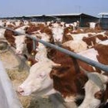 西門塔爾牛養殖技術宰殺成品肉牛保質保量圖片