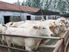 夏洛莱牛养殖基地出售夏洛莱牛小牛犊牛苗活体价格包邮