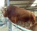 夏洛萊牛牛犢價格西門塔爾牛改良品種肉牛養殖行情牛肉批發