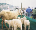 供应杜泊绵羊价格适合放养的肉羊品种美国白山羊养殖基地