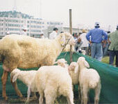 湖羊青年种公羊肉羊活羊小尾寒羊出售白山羊苗批发包邮