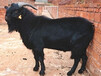 黑山羊小尾寒羊肉羊种羊养殖基地美国白山羊波尔山羊