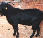 纯种短毛黑山羊出售品种肉羊屠宰商品羊低价出售包邮