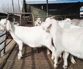 涨势快效益好的肉羊品种波尔山羊杜泊绵羊黑山羊美国白山羊