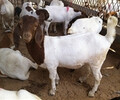 波爾山羊養殖場小尾寒羊直銷價格白山羊多少錢一只全國包郵