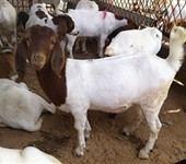 欢迎选购好品质波尔山羊羊苗肉羊优质羊产品免费运输