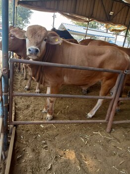 大量批发鲁西黄牛犊子肉牛犊养殖技术山东利木赞牛好体质好养