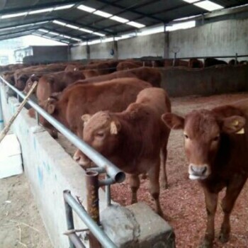 养殖场供应肉牛犊、肉牛价格、鲁西黄牛养殖技术