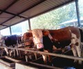 批發優良3個月小肉牛犢基地直發改良西門塔爾牛小牛犢品種齊全