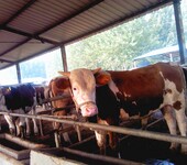 供应优良育肥肉牛犊架子牛繁殖牛商品牛优良肉牛