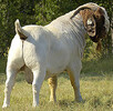 波尔山羊小羊价格多少钱一只	正规养羊养殖场肉羊批发
