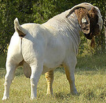 大型养殖场低价销售波尔山羊肉羊美国白山羊种羊免费送货
