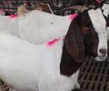 黑山羊活羊波爾山羊出售常年供應技術培訓