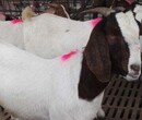 纯种波尔山羊波尔山羊羊羔优质白山羊绵羊品种大小都有图片