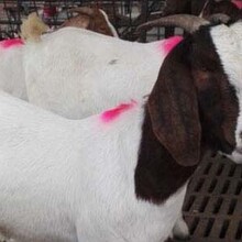 黑山羊活羊波爾山羊出售常年供應技術培訓圖片