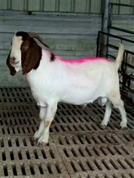 2019河南波尔山羊价格改良波尔山羊羊羔价格育肥肉山羊基地