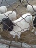 波尔山羊出售波尔山羊价格肉羊养殖场批发白山羊杜泊绵羊价格