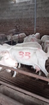 厂家肉羊萨能奶山羊品种质量好奶汁产量8斤左右一只可发货