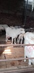 供应优良肉羊纯种波尔山羊种羊苗育肥小公羊养羊成本效益怎么样